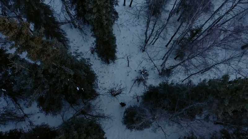 Low snow and below zero actually kills off animals