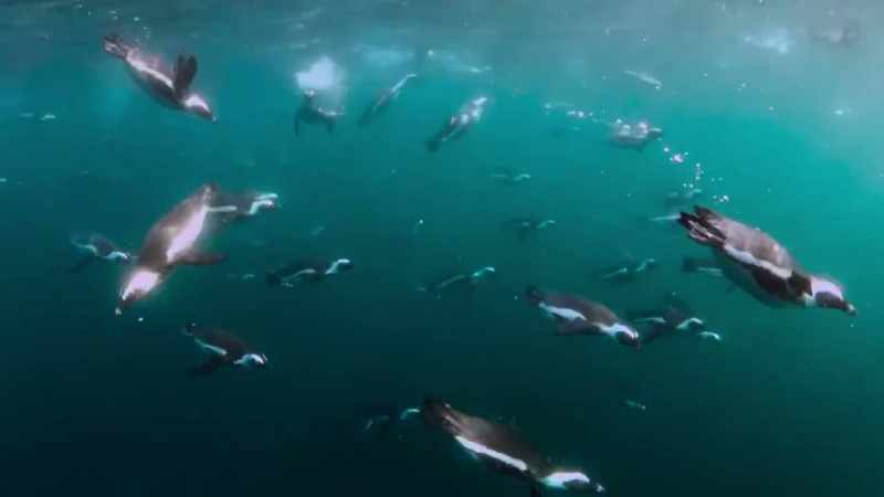 Luckily, jackass penguins are highly effective hunters