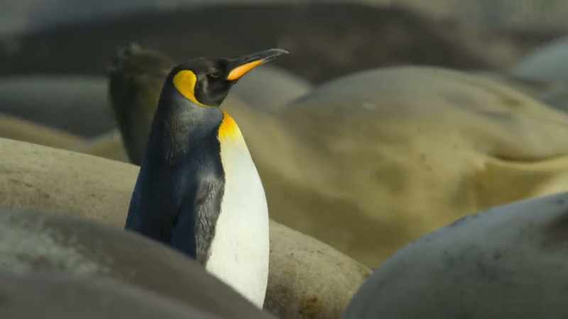 Luckily, penguin is not on their menu