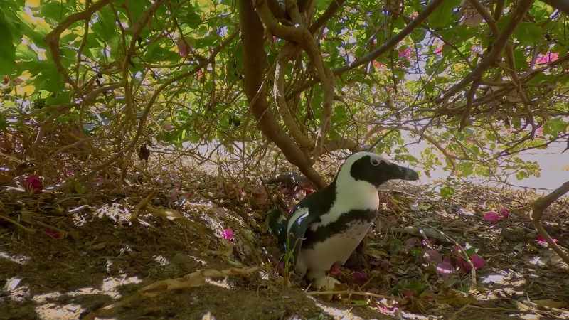 Lucky for Mrs. Bougainvillea