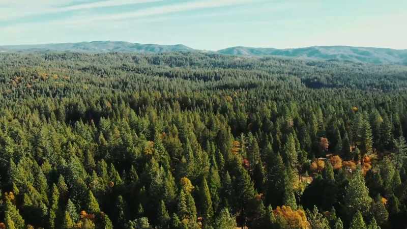 LUCY: And it's not just the forests