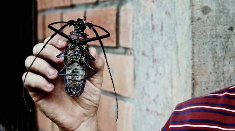 Mă trezesc câteodată că vorbesc cu insectele