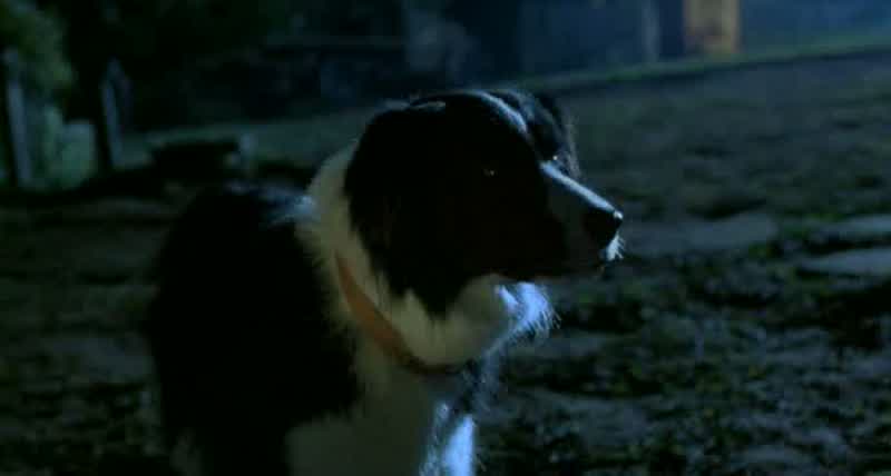 Maa, l simplemente era de prueba para ser un perro ovejero