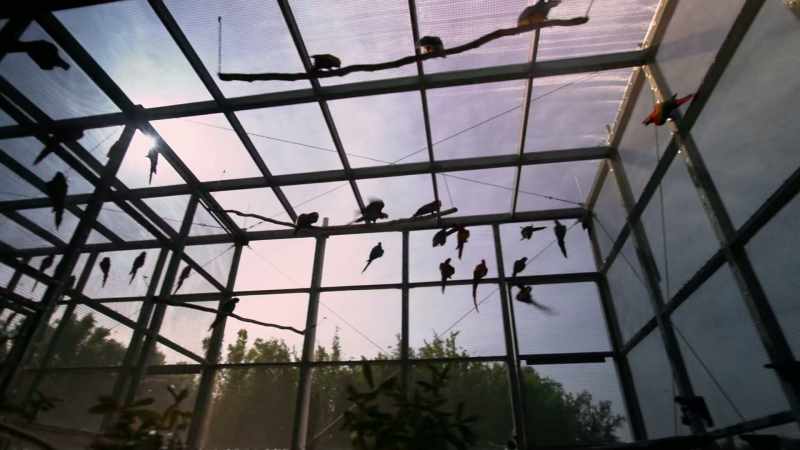(MACAWS SQUAWKING)
