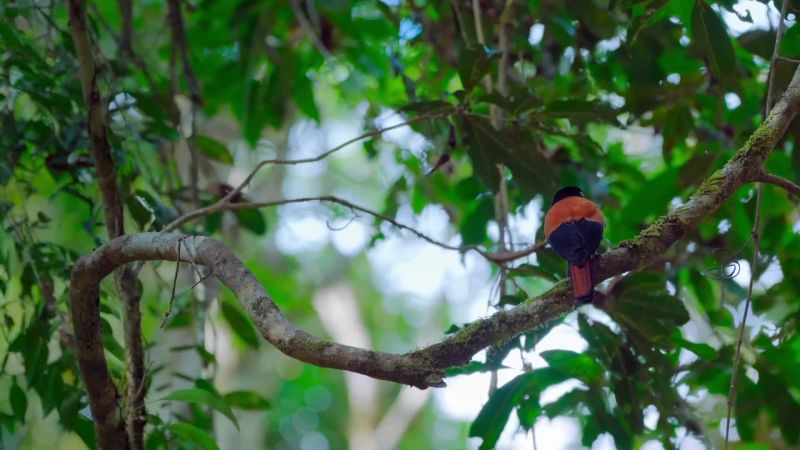 Madagascar's little animals have evolved in weird ways