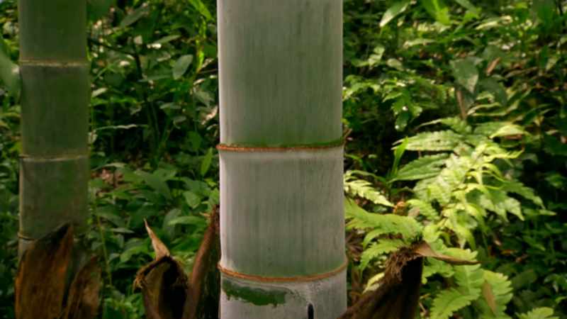 MAE: Bamboo can grow so high because it contains a molecule called lignin