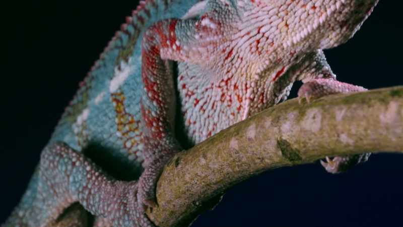 MAE: Every creature on Earth has evolved its own body shape