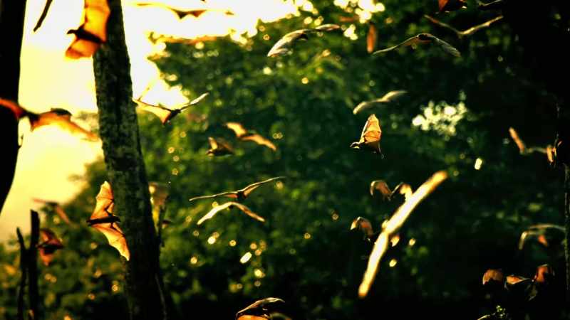 Makes you wonder, do they even know they're in a swarm?