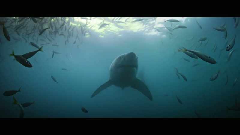 Making juveniles, who haven't reached breeding age yet
