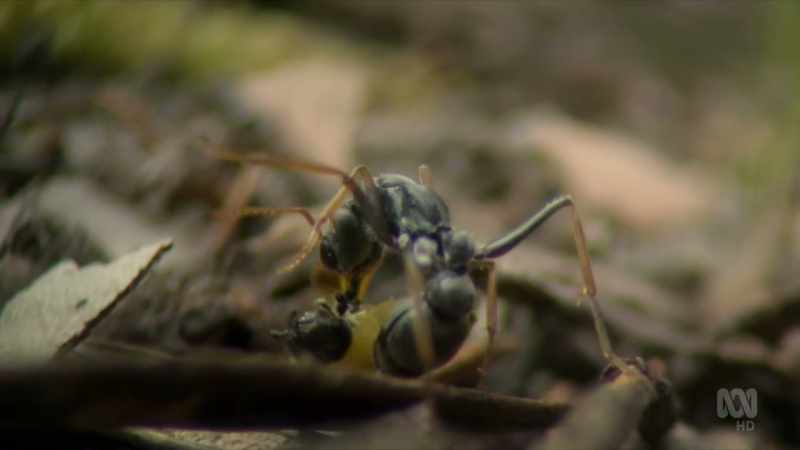 making these one of the deadliest animals