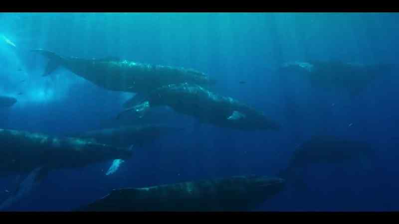 Male humpbacks patrol the island's approaches