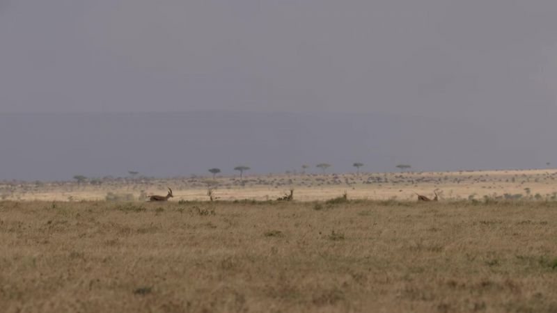 Male Thomson's gazelles