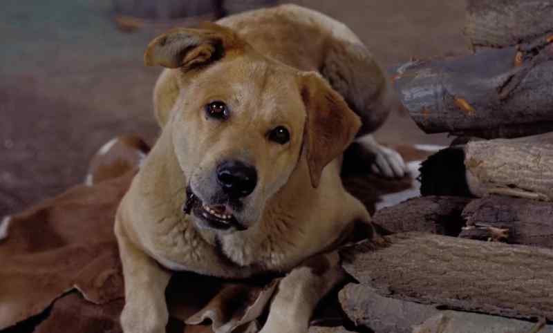 Mama? Did you feed that old dog anything?