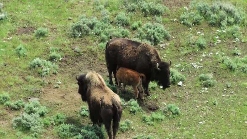 Mammals carry nourishment with them