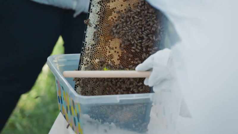 [man 3] Just remember, don't pinch between his balls and those bees, 'cause