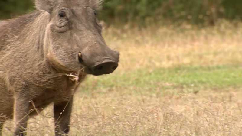 [man] A warthog is not often