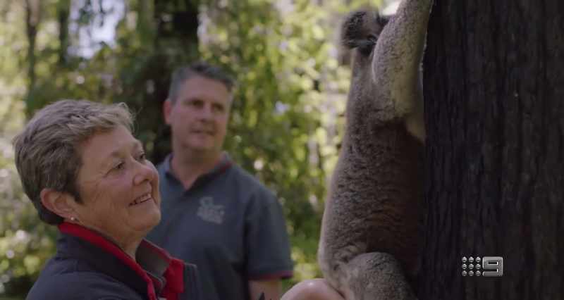 MAN: Every time I release a koala and we see it go up the tree