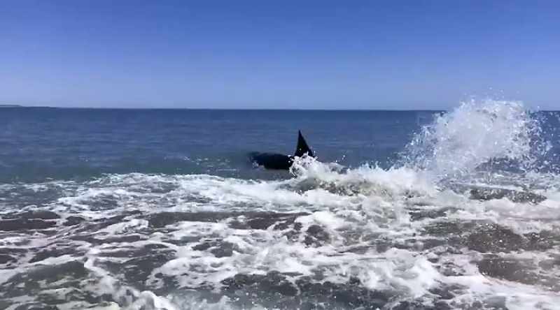 MAN: Holy (bleep) it's a white shark for sure!