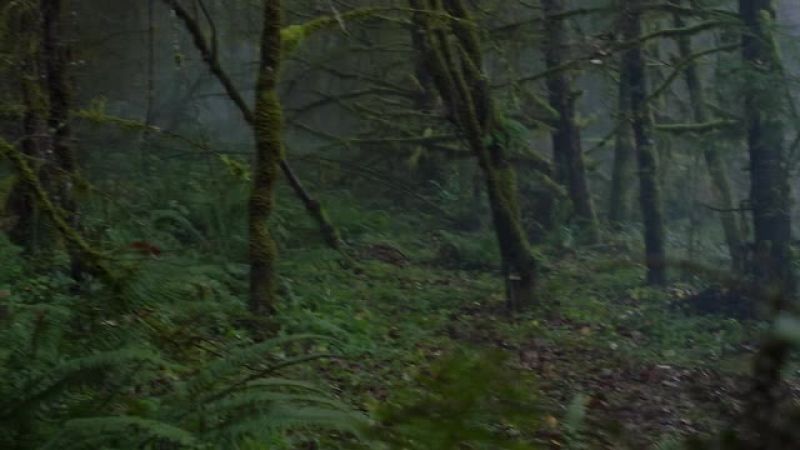 (MAN SCREAMING)