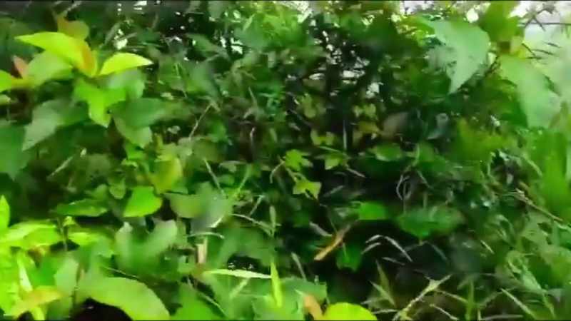 [man] [speaking foreign language]