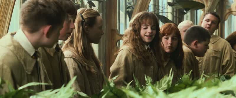 Mandrake or Mandragorais used to return those who have been Petrified to their original stateIt's also quite dangerous The Mandrake's cry is fatal to anyone who hears itExcellent Ten points to