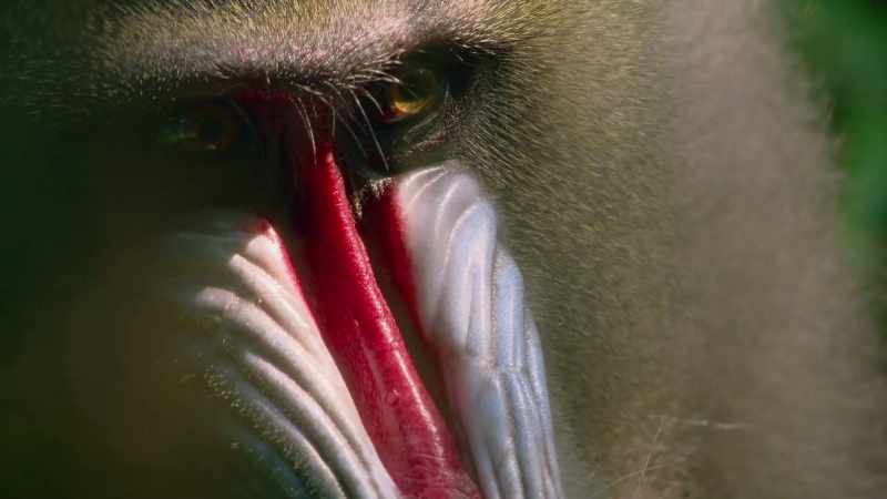 Mandrills see the world much as we do