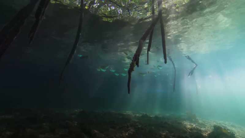 Mangroves are unusually stable coastal environments