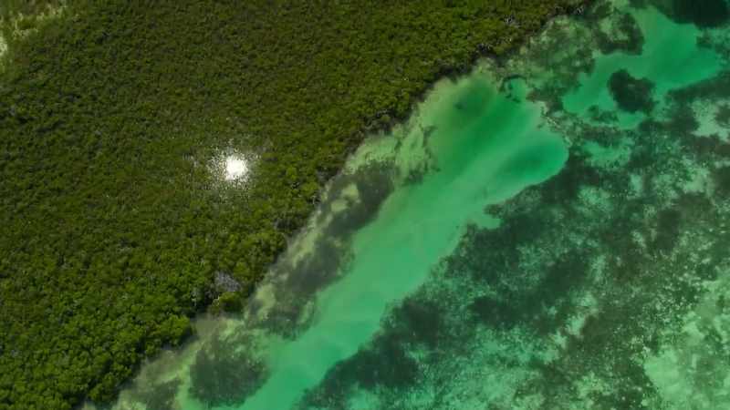 Mangroves often border the seagrass meadows