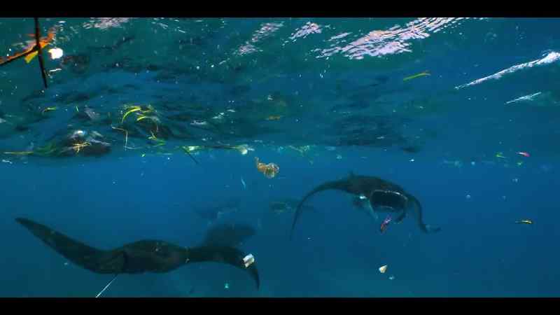 Manta rays are wanderers
