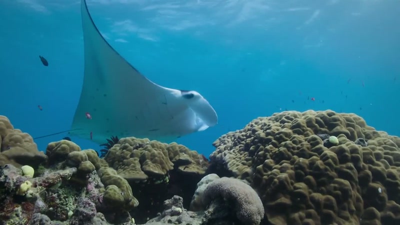 Mantas remember good cleaning stations