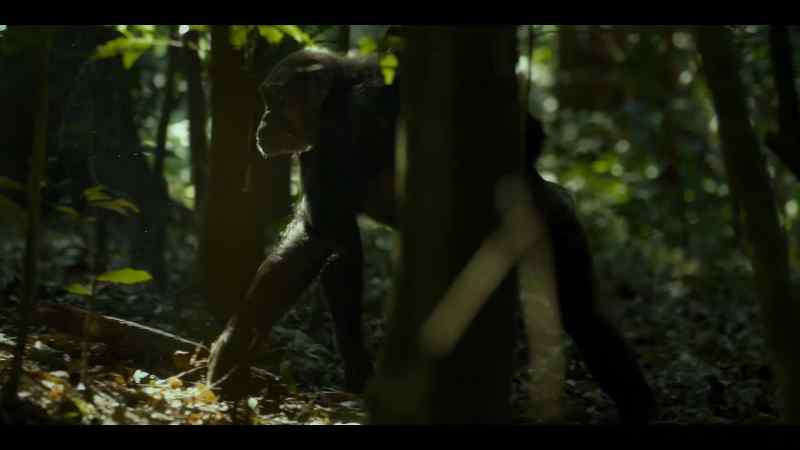 Many females and younger chimps