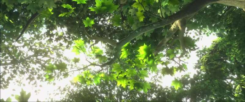 Many leaves one tree