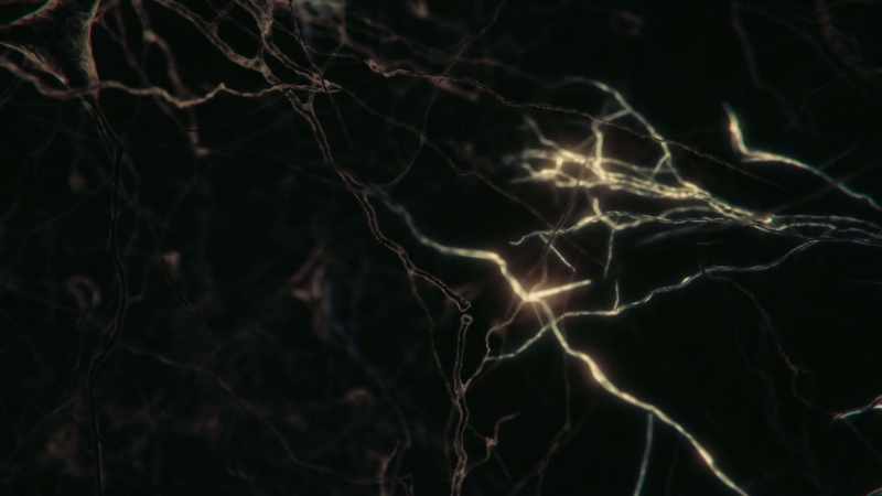 Many neurons have thousands of connections
