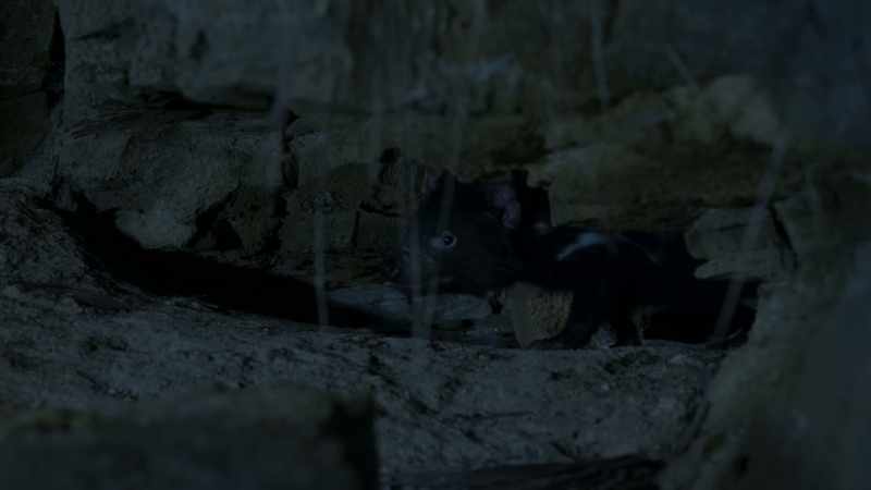Many predators inhabit a territory packed with prey
