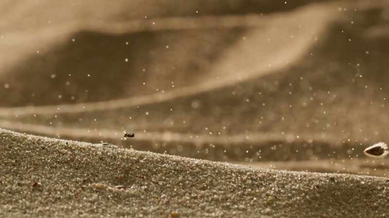 Many seeds have adaptations to help them exploit it