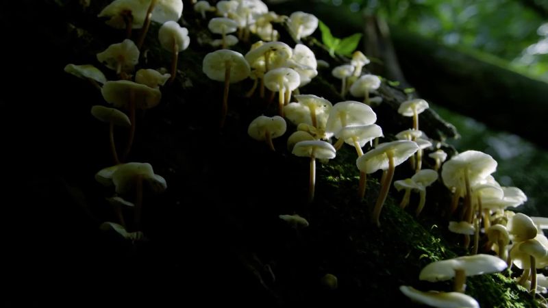 Many spread by releasing spores