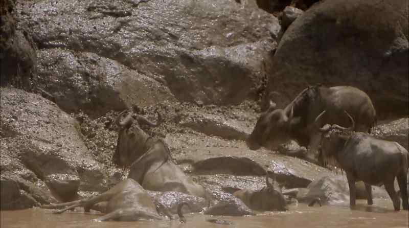 Many that survive the crocdiles