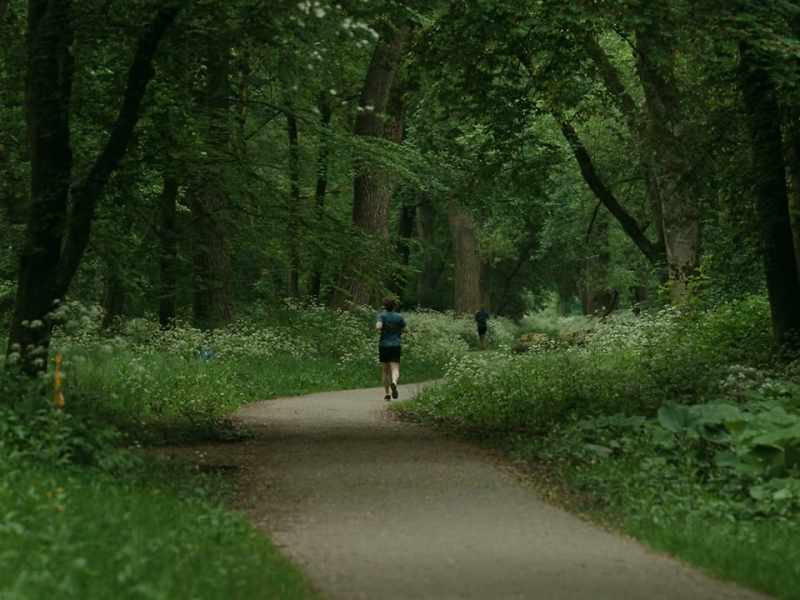 Many trees in the park were chopped down during the Hunger Winter