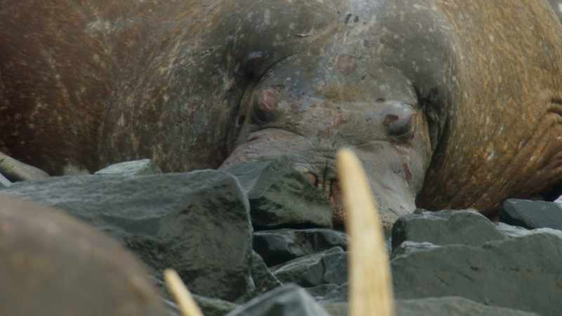 Many walrus that climb the cliffs never make it back to the ocean