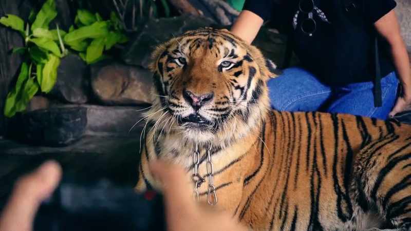 MARIANA: Okay. ZOOKEEPER: Okay