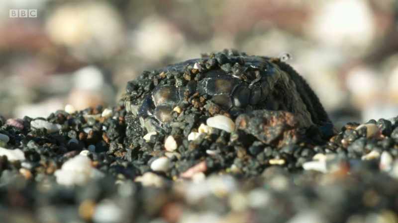 Marine iguanas lay their eggs in sand