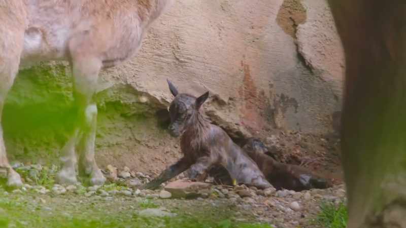 Markhor usually figure it out within a half hour, sometimes less