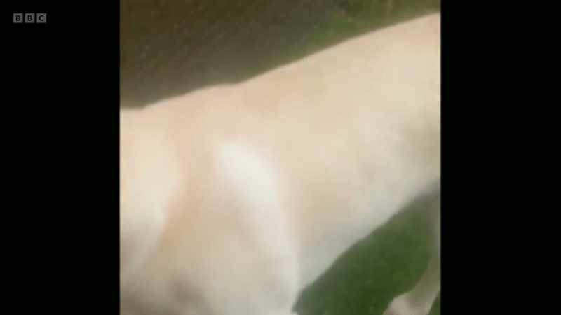 Marley's leg has healed