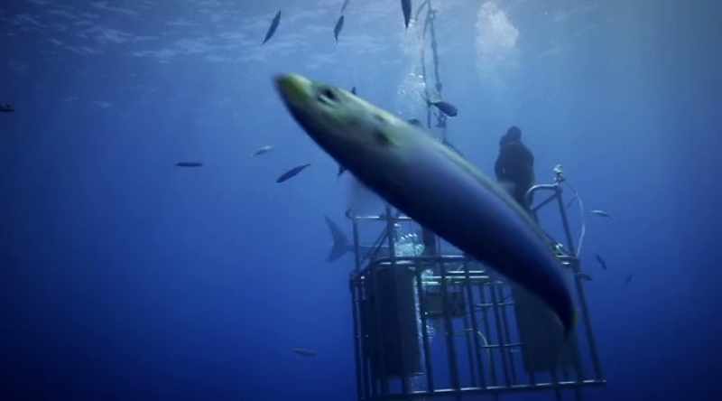 MÁRQUEZ: Juvenile great white sharks haven't actually been able