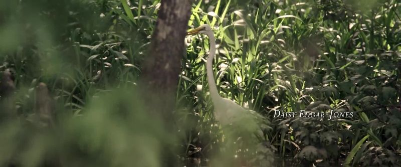 Marsh is a space of light