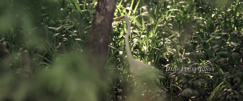 Marsh is not swamp