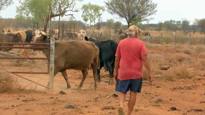 (MARSHALS THE CATTLE)