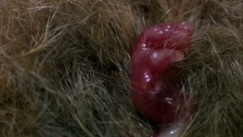 Marsupial babies are born much earlier