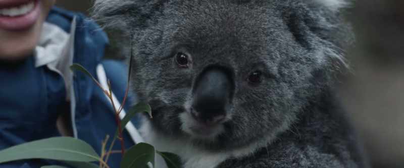 Marsupials are mostly nocturnal