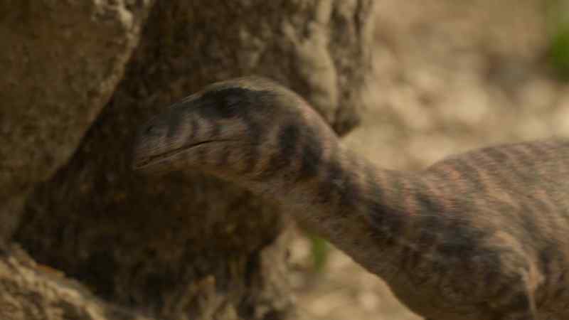 Masiakasaurus